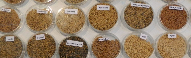 Meet The Grain – Rice